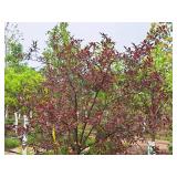 Royal Raindrops Crabapple Malus JFS-KW5 Ball & Burlap SKU#2246