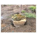 Royal Raindrops Crabapple Malus JFS-KW5 Ball & Burlap SKU#2246