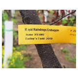 Royal Raindrops Crabapple Malus JFS-KW5 Ball & Burlap SKU#2246