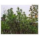 Crabapple Red Jewel Malus Jewelcole 2" caliper, Ball & Burlap SKU#1543