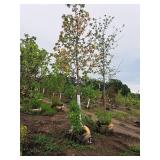 Autumn Fantasy Maple Acer x Freemanii DTR 102 2.5" caliper, Ball & Burlap SKU#6401