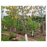 Autumn Fantasy Maple Acer x Freemanii DTR 102 2.5" caliper, Ball & Burlap SKU#6401