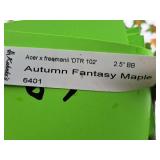 Autumn Fantasy Maple Acer x Freemanii DTR 102 2.5" caliper, Ball & Burlap SKU#6401