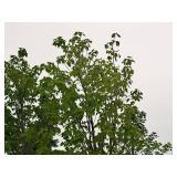 Bowhall Red Maple Acer Rebrum Bowhall 2.5" caliper, Ball & Burlap SKU#6411