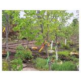 Bowhall Red Maple Acer Rebrum Bowhall 2.5" caliper, Ball & Burlap SKU#6411