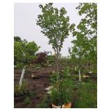 Bowhall Red Maple Acer Rebrum Bowhall 2.5" caliper, Ball & Burlap SKU#6411