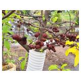 Crabapple Red Jewel Malus Jewelcole 2" caliper, Ball & Burlap SKU#1543