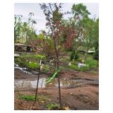 Royal Raindrops Crabapple Malus JFS-KW5 1.5" caliper, Ball & Burlap SKU#7861