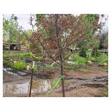 Royal Raindrops Crabapple Malus JFS-KW5 1.5" caliper, Ball & Burlap SKU#7861