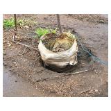 Royal Raindrops Crabapple Malus JFS-KW5 1.5" caliper, Ball & Burlap SKU#7861