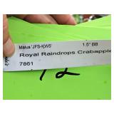 Royal Raindrops Crabapple Malus JFS-KW5 1.5" caliper, Ball & Burlap SKU#7861