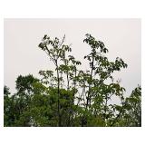 Japanese Lilac Ivory Silk 2" caliper, Ball & Burlap SKU#1783