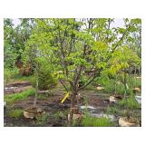 Japanese Lilac Ivory Silk 2" caliper, Ball & Burlap SKU#1783