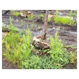 Japanese Lilac Ivory Silk 2" caliper, Ball & Burlap SKU#1783