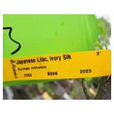 Japanese Lilac Ivory Silk 2" caliper, Ball & Burlap SKU#1783