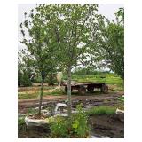 Linden, Redmond Tilia Americana 3" caliper, Ball & Burlap SKU#1554