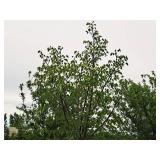 Linden, Redmond Tilia Americana 3" caliper, Ball & Burlap SKU#1554