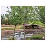 Linden, Redmond Tilia Americana 3" caliper, Ball & Burlap SKU#1554