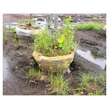 Linden, Redmond Tilia Americana 3" caliper, Ball & Burlap SKU#1554