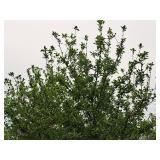 Harvest Gold Crabapple 3" caliper, Ball & Burlap