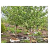 Harvest Gold Crabapple 3" caliper, Ball & Burlap