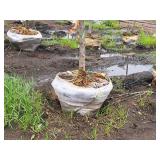 Harvest Gold Crabapple 3" caliper, Ball & Burlap