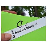 Harvest Gold Crabapple 3" caliper, Ball & Burlap