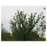 Crabapple Red Jewel Malus Jewelcole 2" caliper, Ball & Burlap SKU#1543