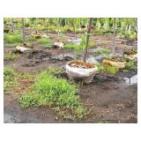 Crabapple Red Jewel Malus Jewelcole 2" caliper, Ball & Burlap SKU#1543