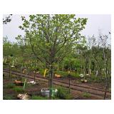 Redmond Linden Tilia Americana Redmond 2.5" caliper, Ball & Burlap SKU#1553