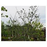 Serviceberry, Autumn Brilliance Amerlanchier x Grandiflora 2" caliper, Ball & Burlap SKU#7063