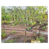 Serviceberry, Autumn Brilliance Amerlanchier x Grandiflora 2" caliper, Ball & Burlap SKU#7063