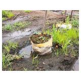 Serviceberry, Autumn Brilliance Amerlanchier x Grandiflora 2" caliper, Ball & Burlap SKU#7063