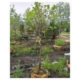Ivory Silk Japanese Lilac Syringa Reticulata 1.5" caliper, Ball & Burlap SKU#1781