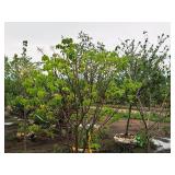 Ivory Silk Japanese Lilac Syringa Reticulata 1.5" caliper, Ball & Burlap SKU#1781