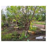 Ivory Silk Japanese Lilac Syringa Reticulata 1.5" caliper, Ball & Burlap SKU#1781