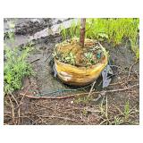 Ivory Silk Japanese Lilac Syringa Reticulata 1.5" caliper, Ball & Burlap SKU#1781