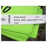 Ivory Silk Japanese Lilac Syringa Reticulata 1.5" caliper, Ball & Burlap SKU#1781