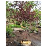 Royal Raindrops Crabapple Malus JFS-KW5 1.5" caliper, Ball & Burlap SKU#7861