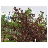 Royal Raindrops Crabapple Malus JFS-KW5 1.5" caliper, Ball & Burlap SKU#7861