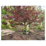 Royal Raindrops Crabapple Malus JFS-KW5 1.5" caliper, Ball & Burlap SKU#7861