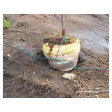 Royal Raindrops Crabapple Malus JFS-KW5 1.5" caliper, Ball & Burlap SKU#7861