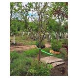 Crabapple Red Jewel Malus Jewelcole 2" caliper, Ball & Burlap SKU#1543