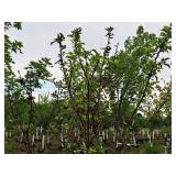 Crabapple Red Jewel Malus Jewelcole 2" caliper, Ball & Burlap SKU#1543