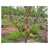 Crabapple Red Jewel Malus Jewelcole 2" caliper, Ball & Burlap SKU#1543