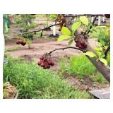 Crabapple Red Jewel Malus Jewelcole 2" caliper, Ball & Burlap SKU#1543