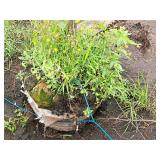 Crabapple Red Jewel Malus Jewelcole 2" caliper, Ball & Burlap SKU#1543