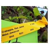 Crabapple Red Jewel Malus Jewelcole 2" caliper, Ball & Burlap SKU#1543