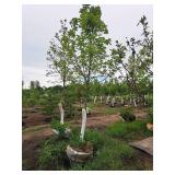 Fall Fiesta Sugar Maple 2.5" caliper, Ball & Burlap