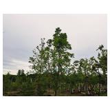 Fall Fiesta Sugar Maple 2.5" caliper, Ball & Burlap